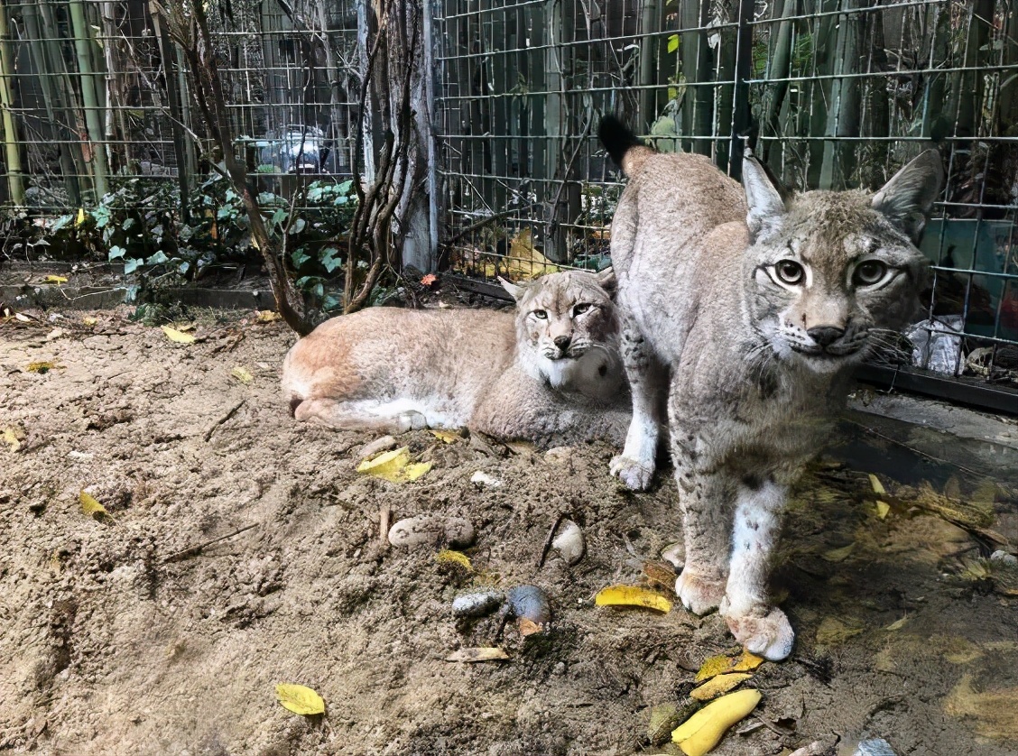 这些“高仿猫”天团，你见过几个？