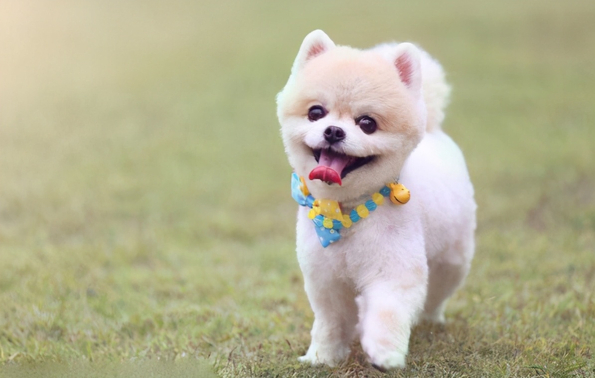 狗狗抗拒穿衣服咬人怎么办,狗狗抗拒嘴套怎么办