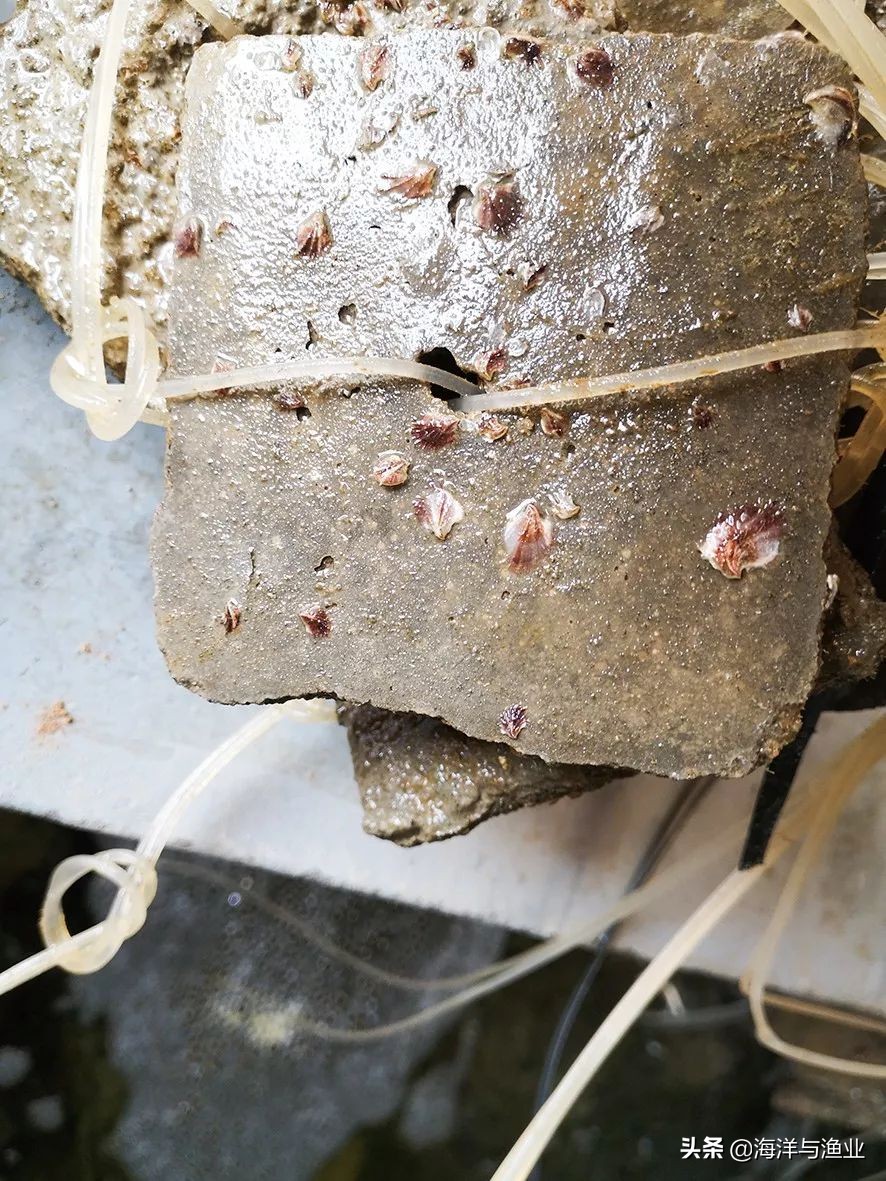 「绿色养殖」*江阳**天博水产:绿色育苗,让“蚝宝宝”吃饱喝好