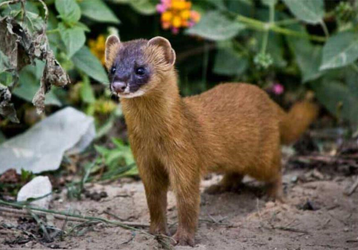黄鼠狼偷鸡历史,黄鼠狼先后两次偷鸡