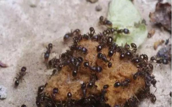 这种烂木头1克价值5万,越南农民种它年赚几十亿越盾