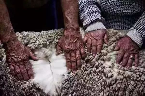 澳洲ugg为什么便宜,澳洲本土正宗ugg