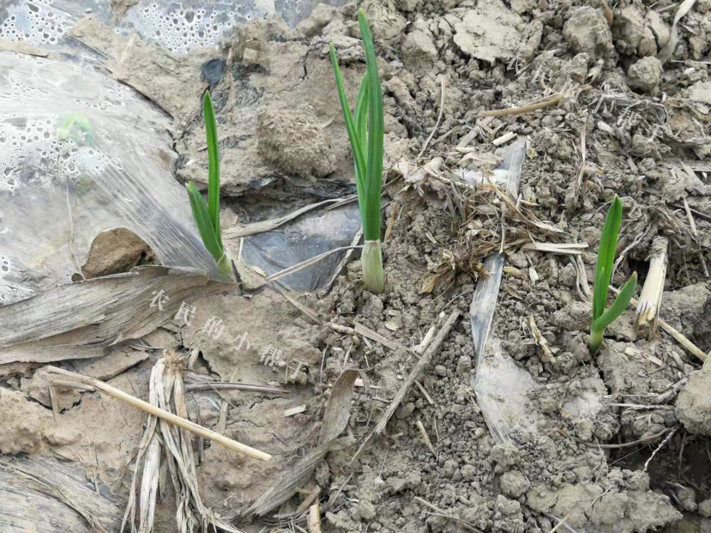 大蒜小苗长得细怎么回事,大蒜幼苗弱苗现在怎样管理