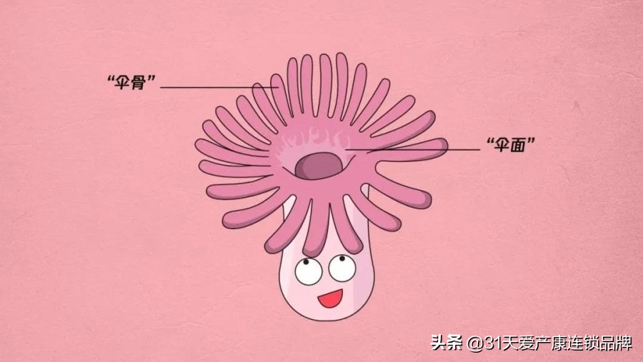 女生身体里的这把小伞千万别生病！
