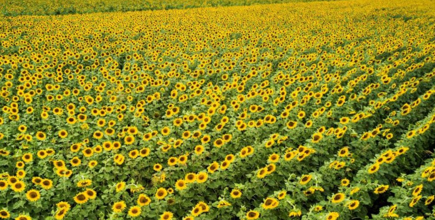 俄愿向中国买家提供农业土地，运现金后，再提供农业土地，有进展