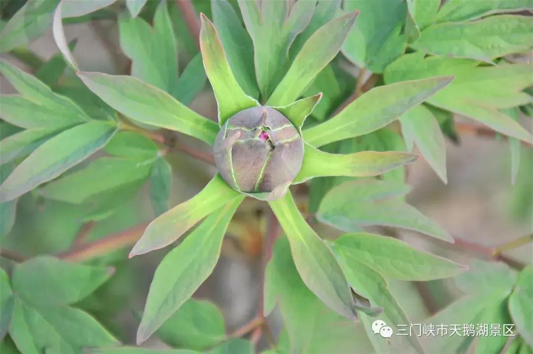 三门峡牡丹还开吗,三门峡牡丹园牡丹花开了吗