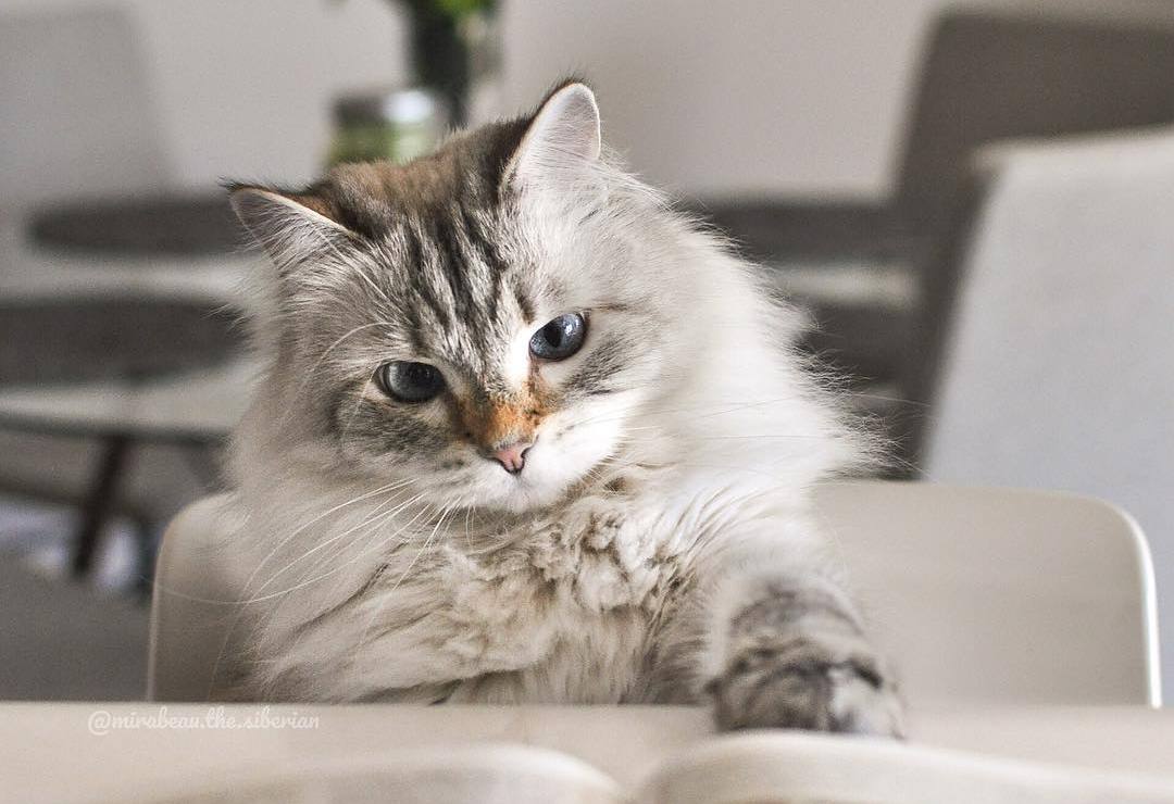 给猫咪按摩的重要性,给猫按摩对猫有好处吗