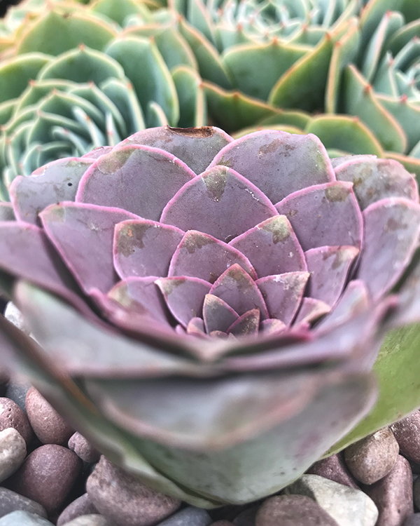 养多肉小球玫瑰的高盆,多肉可爱玫瑰夏季如何养