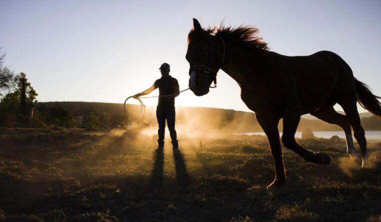 马肉和骡子肉为啥没人吃,为什么都吃牛肉不吃马肉