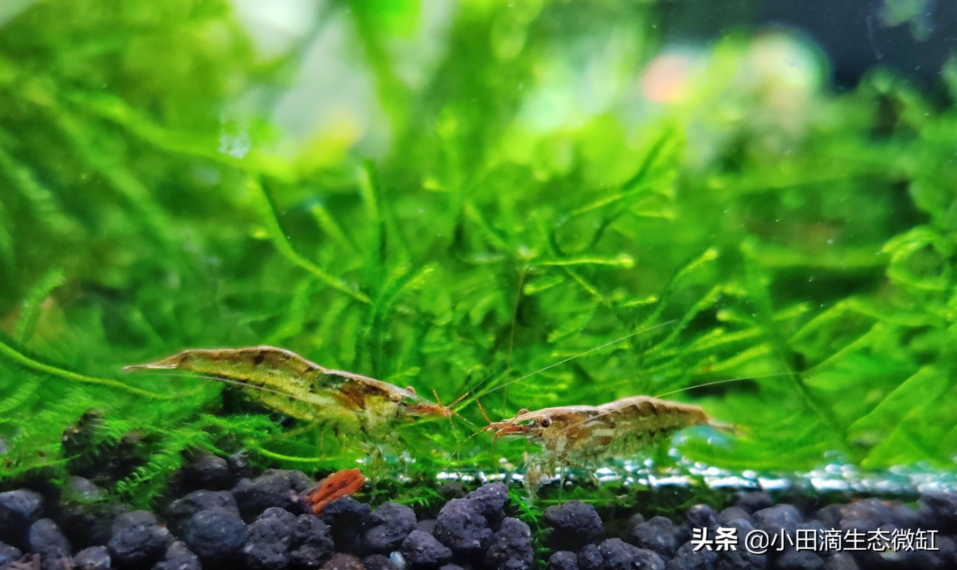 100只黑壳虾多长时间能除干净藻,鱼缸长期不长藻黑壳虾会饿死吗