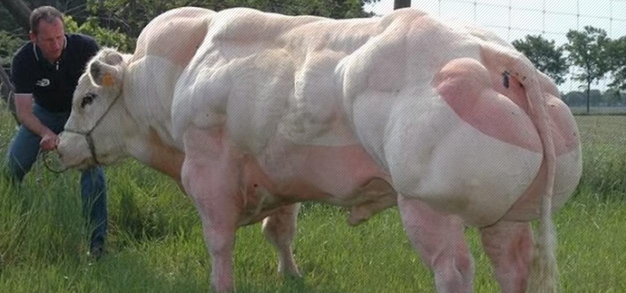 给牛身上开洞,牛身上的洞是怎样开的