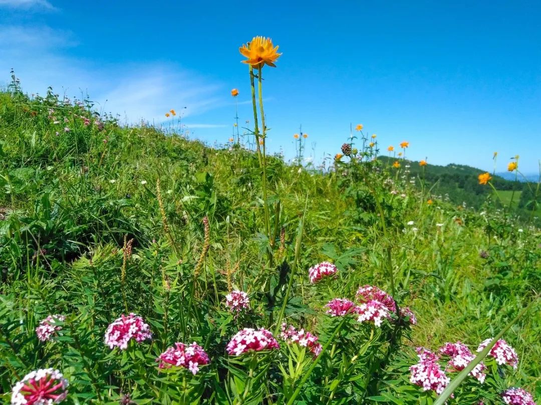 徒步穿越北驼梁完整版,穿越花海古道游记