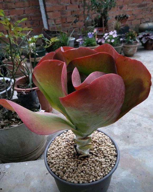 多肉唐印怎么养好看,多肉唐印的养殖方法和注意事项