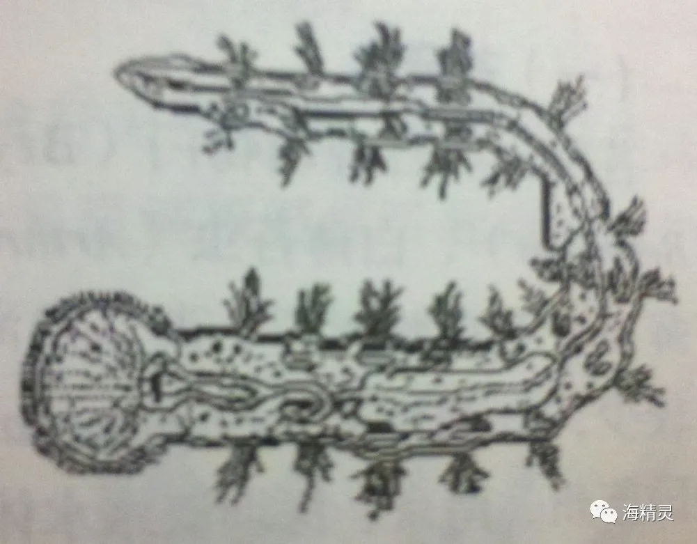 活石上不请自来的“偷渡客”，你们都是谁？