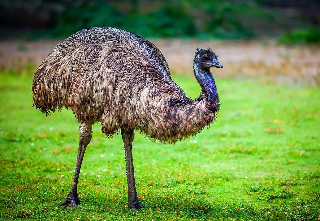 大洋洲国鸟,大洋洲国鸟图片