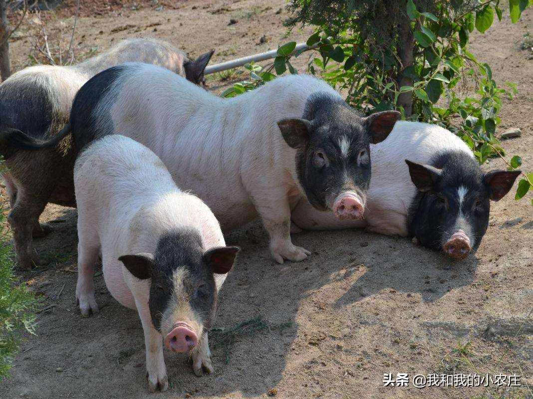 香猪散养,香猪露天养殖