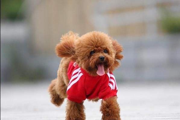 泰迪的这些坏习惯，你还在纵容吗，你后悔了没有