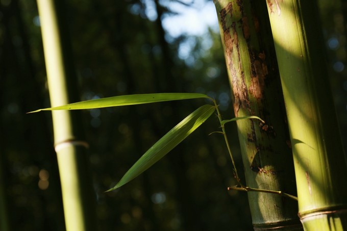 烟花三月下扬州的扬州是哪里,扬州是三月最美还是四月最美