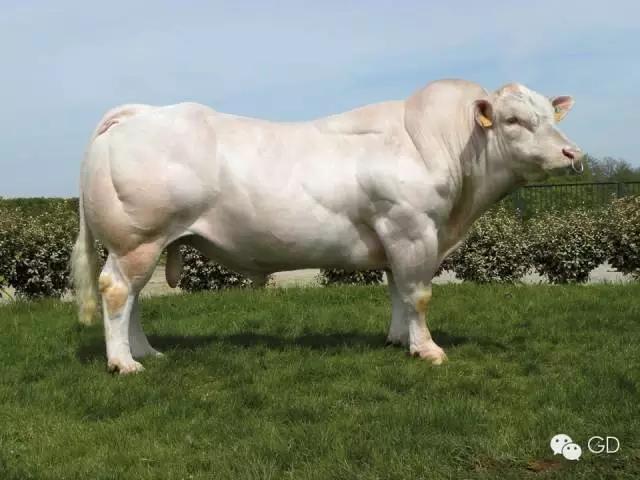 夏洛莱肉牛好还是西门塔尔好,外国大型肉牛夏洛莱居然这么大