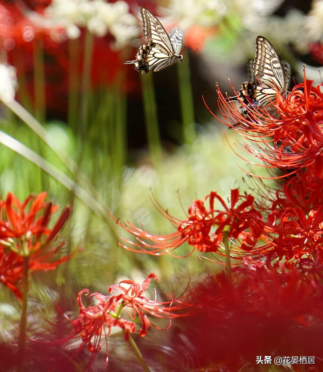 忘川的彼岸花，莲华经的接引之花“曼珠沙华”，原来是石蒜花呀
