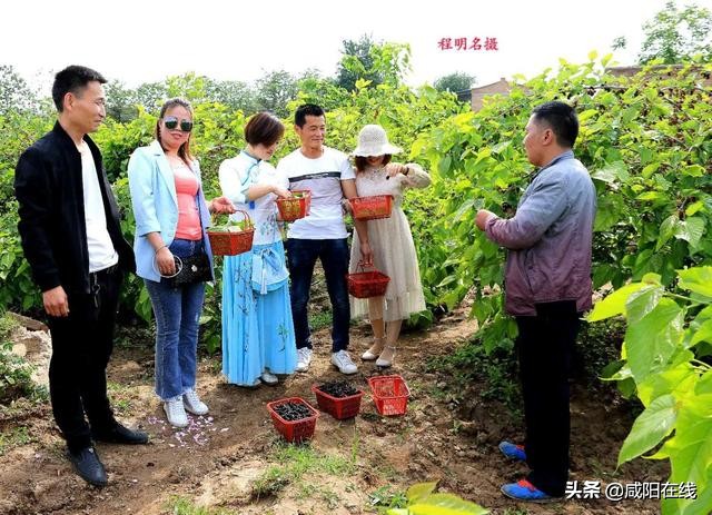 咸阳人:周末,到兴平摘桑葚走!
