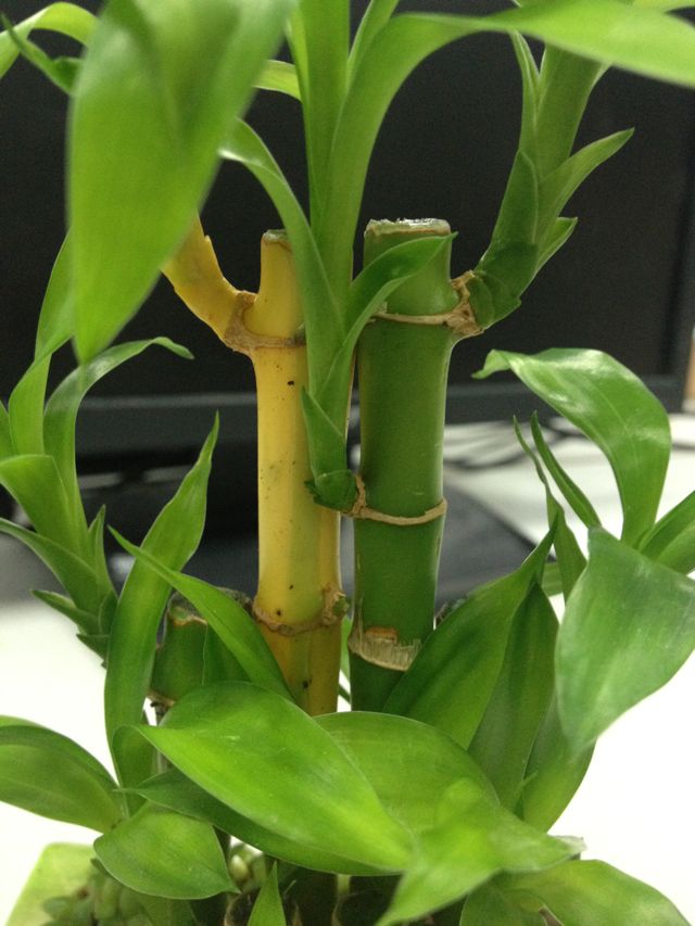 富贵竹变黄什么问题,富贵竹突然有一棵黄了是怎么回事