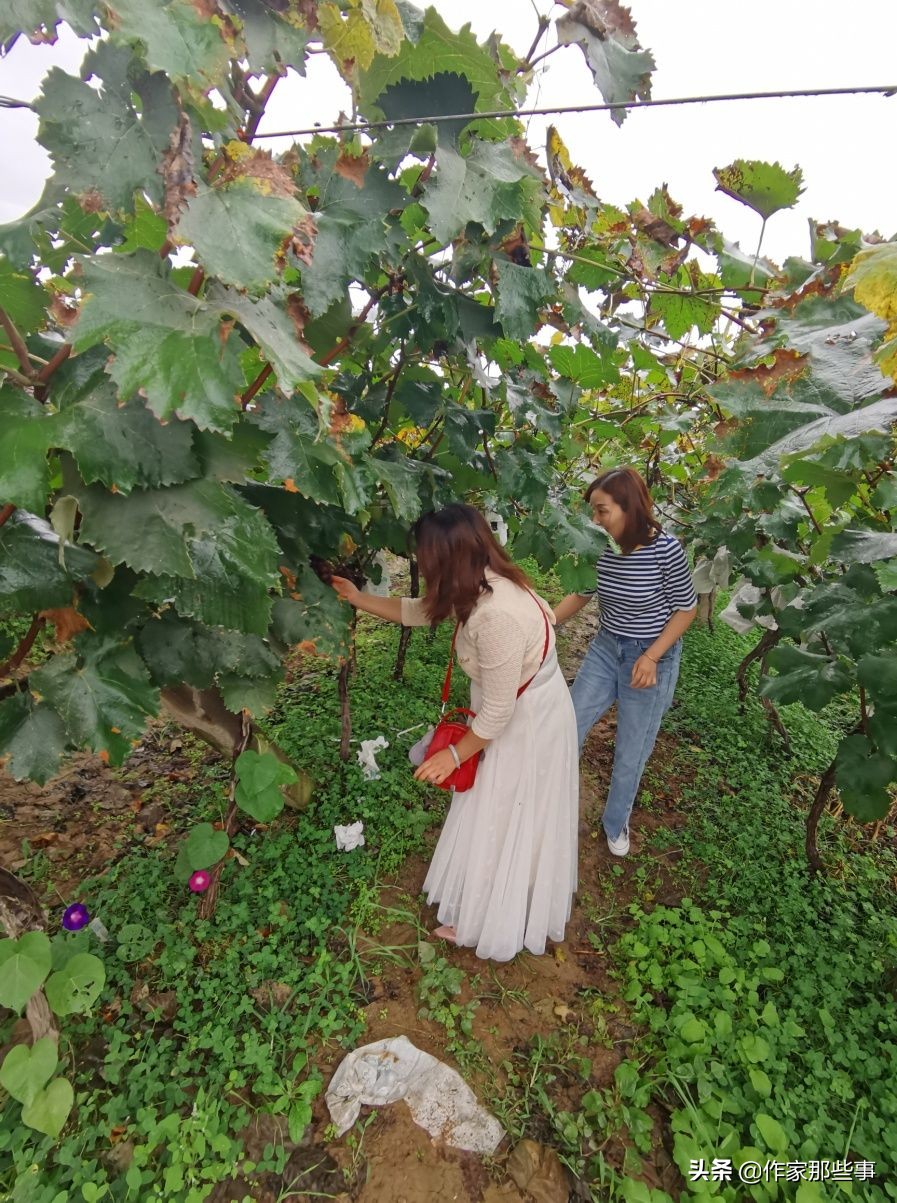 陕西省宝鸡市扶风县召公镇聚粮村,宝鸡扶风县召公镇聚粮村