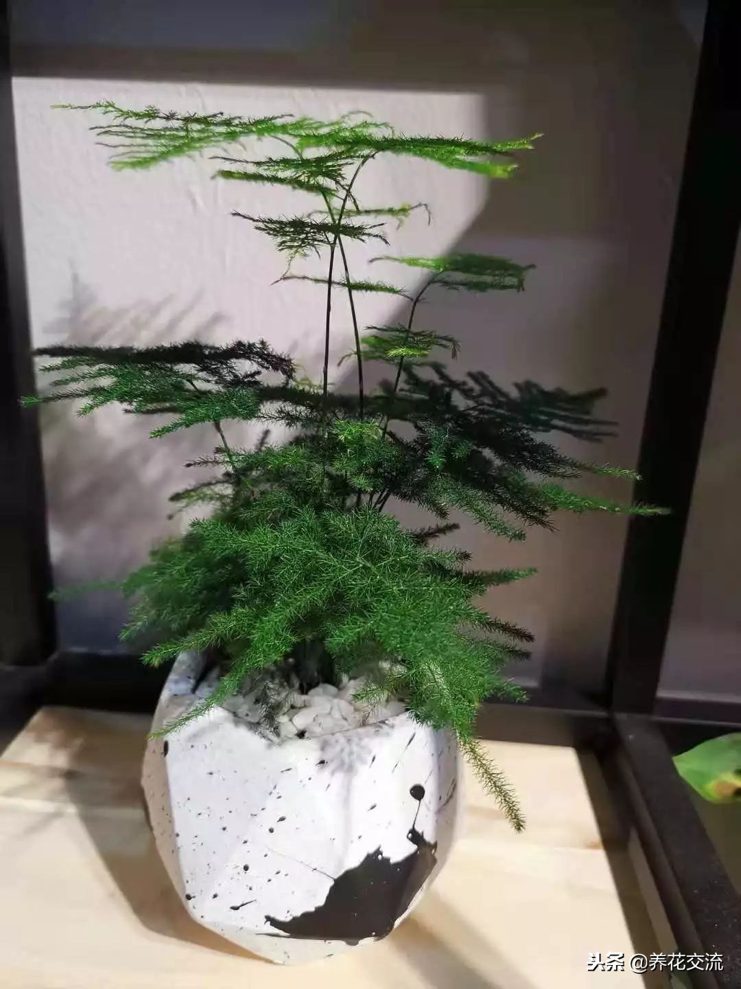 文竹出现黄叶黄茎的状况可以用这种方法处理