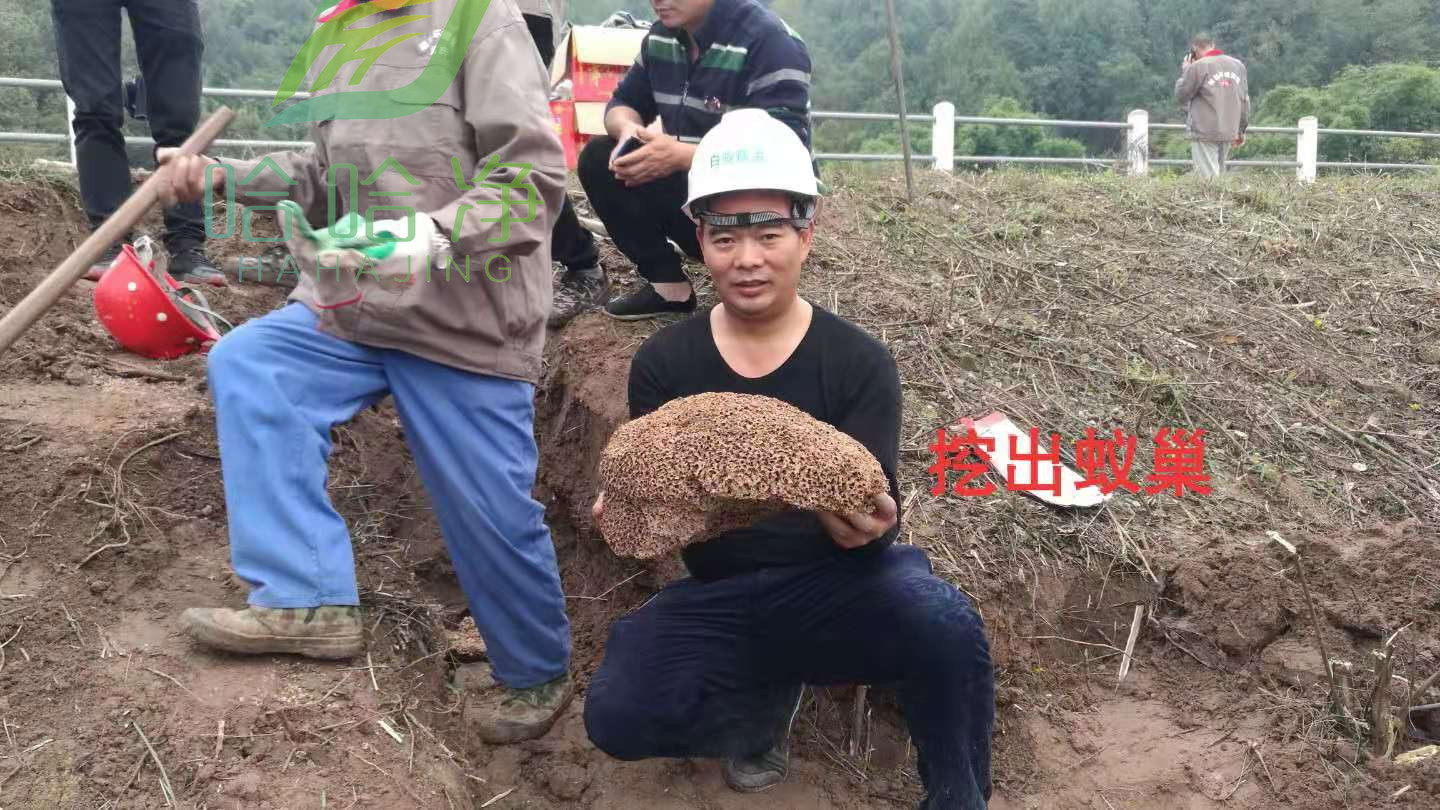 重庆灭白蚁服务电话,重庆白蚁上门防治怎样收费