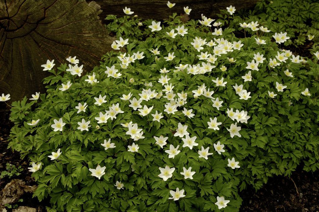 生日鲜花用哪几种花,代表友谊长存和生日快乐花语的花