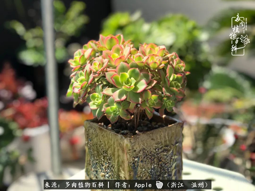 多肉成长记观察记录怎么写,多肉成长记录观察展板