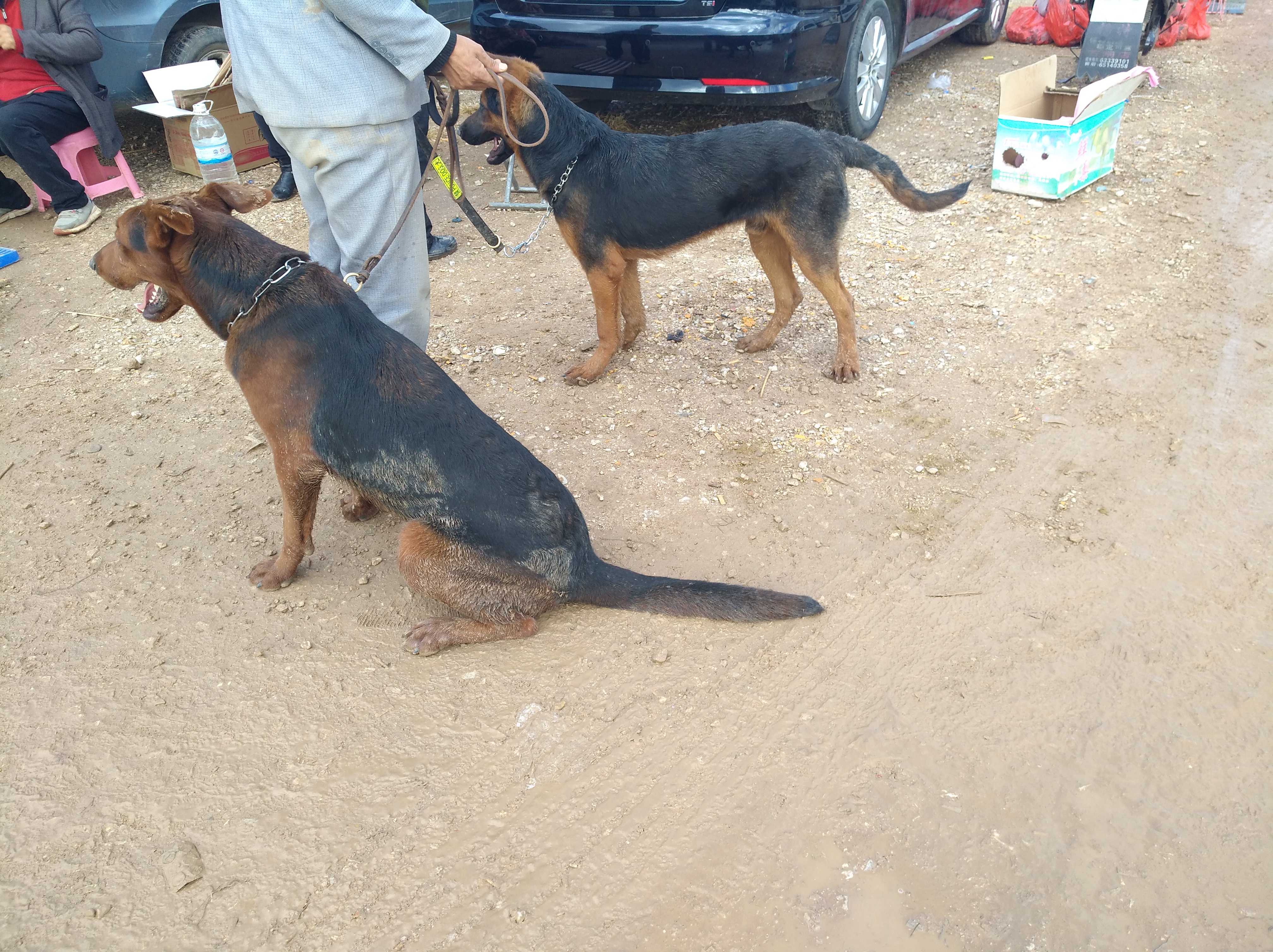 七个月的莱州红犬还能立耳成功吗,莱州红犬6个多月还不立耳为什么