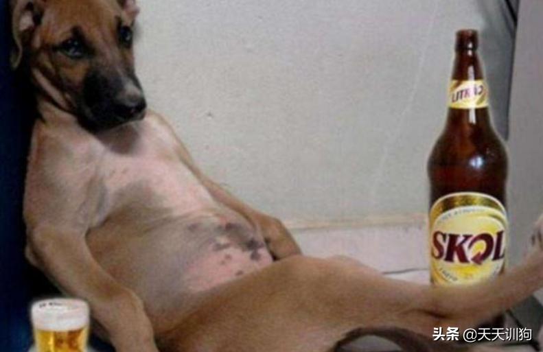 狗狗也能吃雪糕吗,狗狗可以喝啤酒吗
