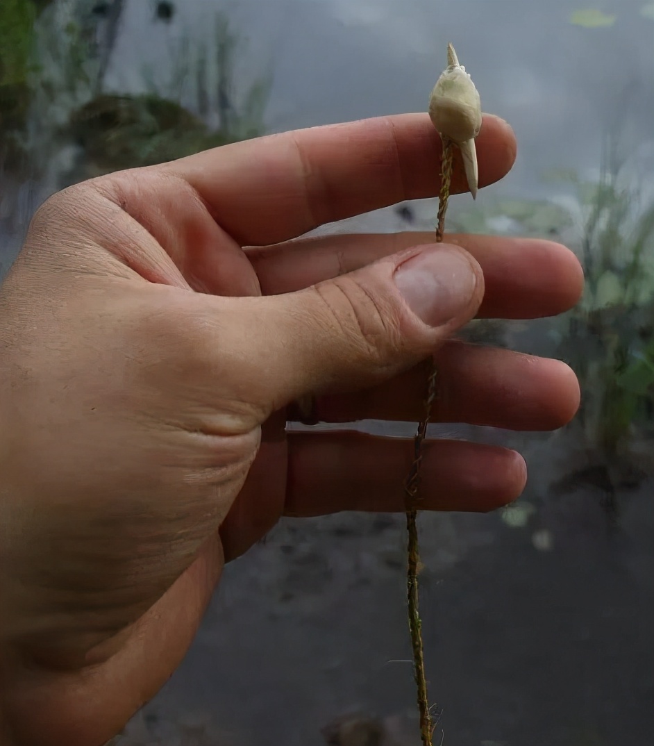 野外救急食物,野外救命技巧和方法