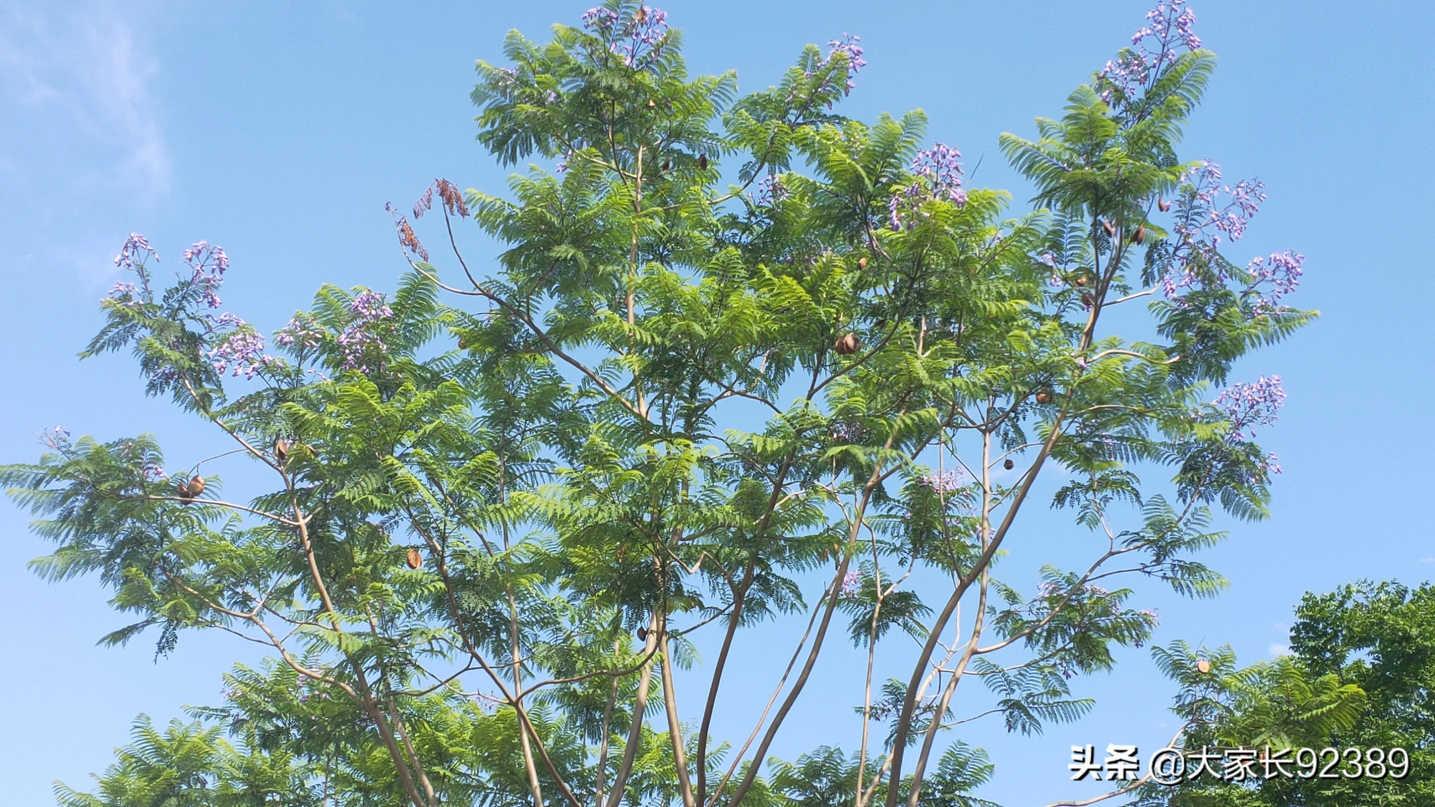 紫色的的英语,紫色的诗歌赏析