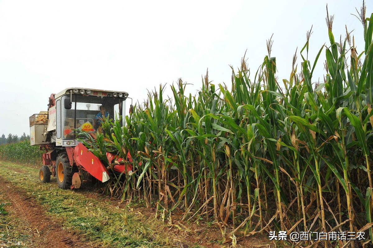 处暑之后天气咋样了呀,处暑不下雨是什么预兆