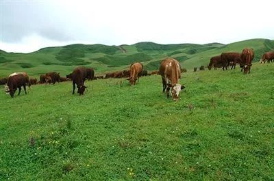 砚山县舌尖上的美食,砚山牛肉汤锅正宗做法