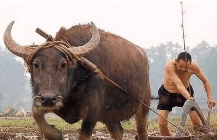 为什么回不吃猪,满不吃狗,藏不吃鱼！这才是正确的答案！