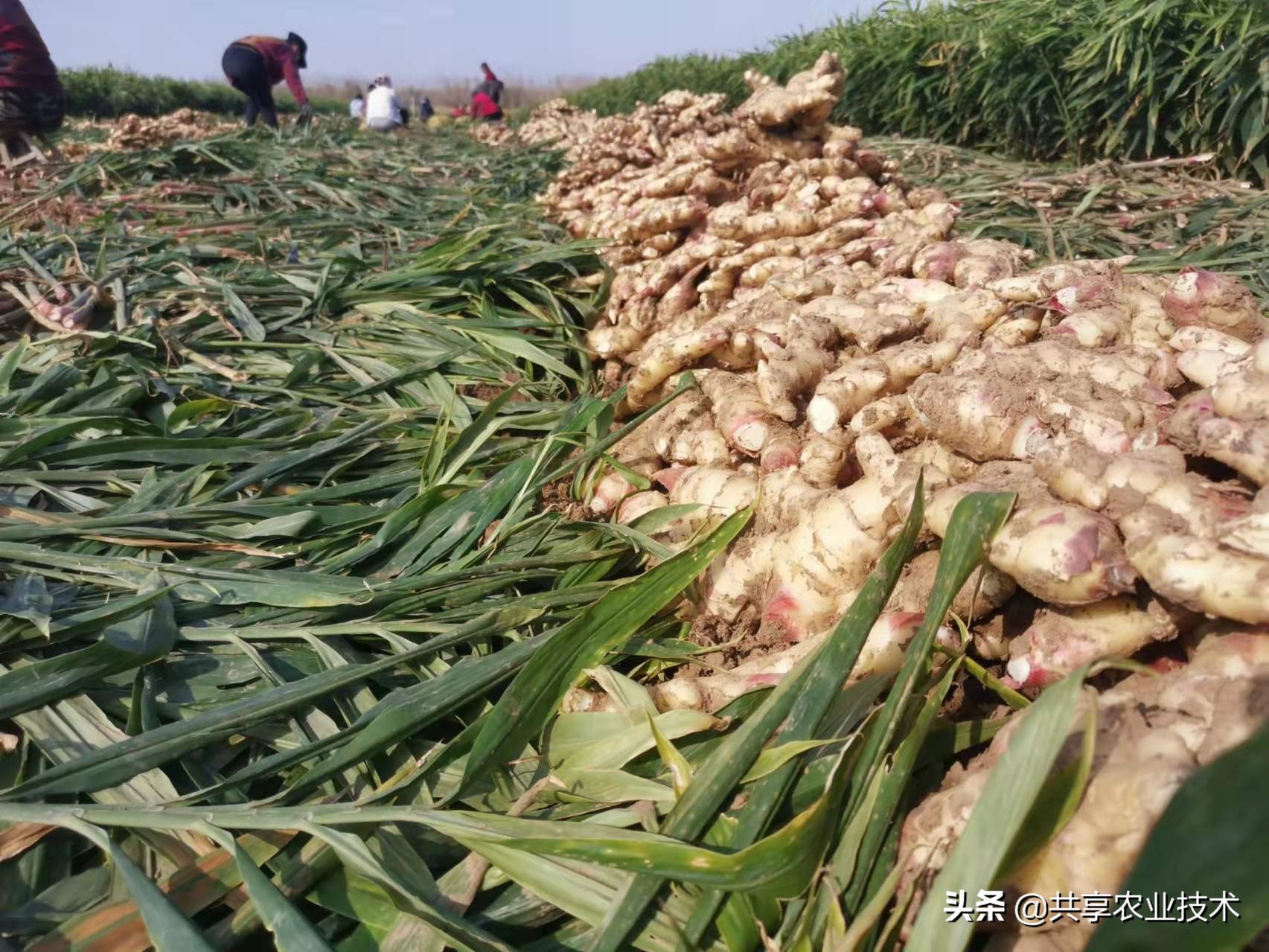 2021年大姜之赌：种姜时赌青苗，青苗时赌圆头，圆头时赌窖储