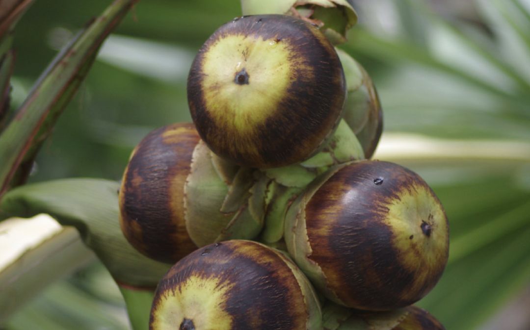 真的是活久见！长成这样居然能吃？