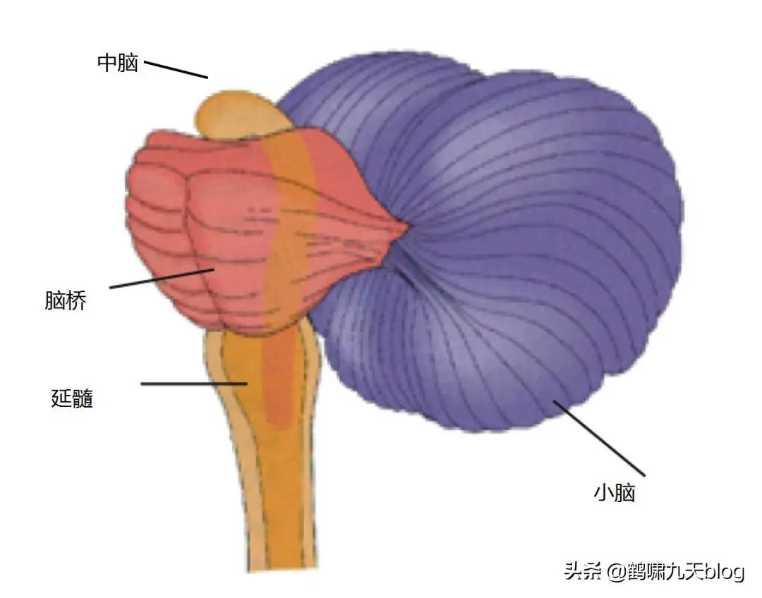 人类大脑如何超越人工智能,人类的出路在于将自身升级为神