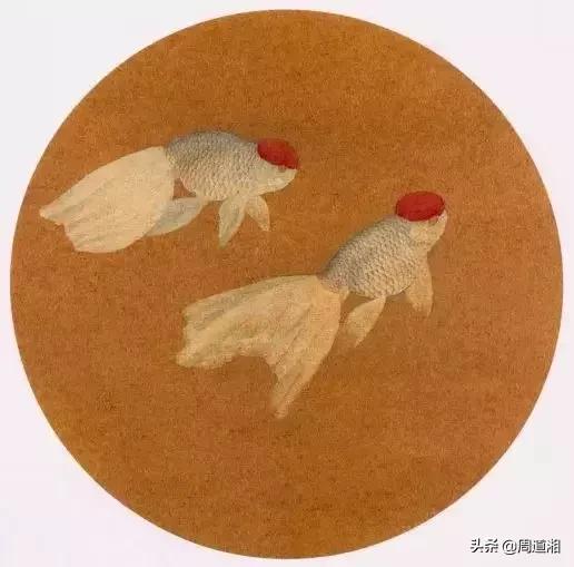 金鱼工笔画法图文教程你学会了吗,工笔画金鱼画法示范简单好学