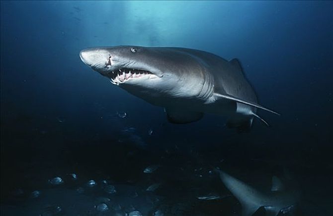 观赏淡水小鲨鱼种类及图片,海洋馆鲨鱼的种类名字