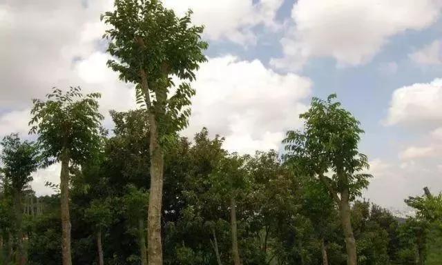 这种烂木头1克价值5万,越南农民种它年赚几十亿越盾