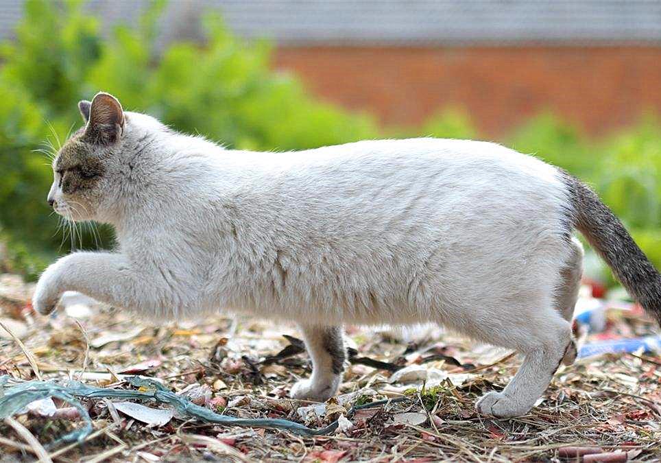 猫咪闹脾气绝非小事,轻视猫咪的情绪会有严重后果,伤猫又伤己