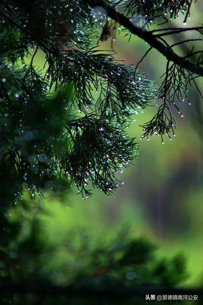 不觉夏已深故人相念否感言,忽觉夏已深诗句