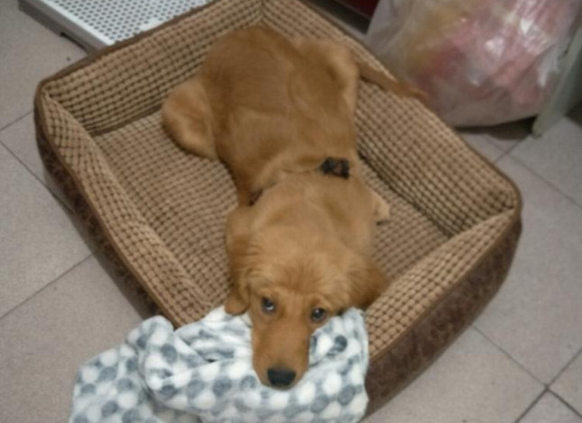 狗狗乱闻人怎么办,不让狗狗乱嗅怎么训练