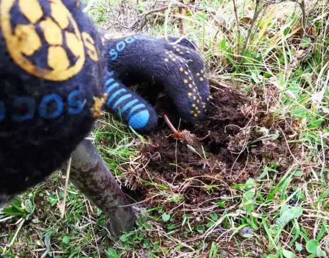 虫草的采挖时间是几个月,带你体验虫草采挖全过程