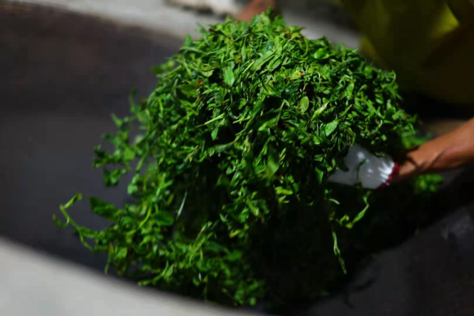 为了健康喝茶应该喝什么茶,秋季易上火体质喝什么茶