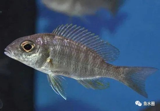 三湖慈鲷马鲷孔雀鱼多久发色,三湖慈鲷鱼之马鲷鱼